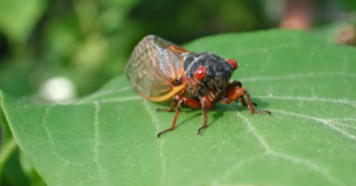 ll-cicada