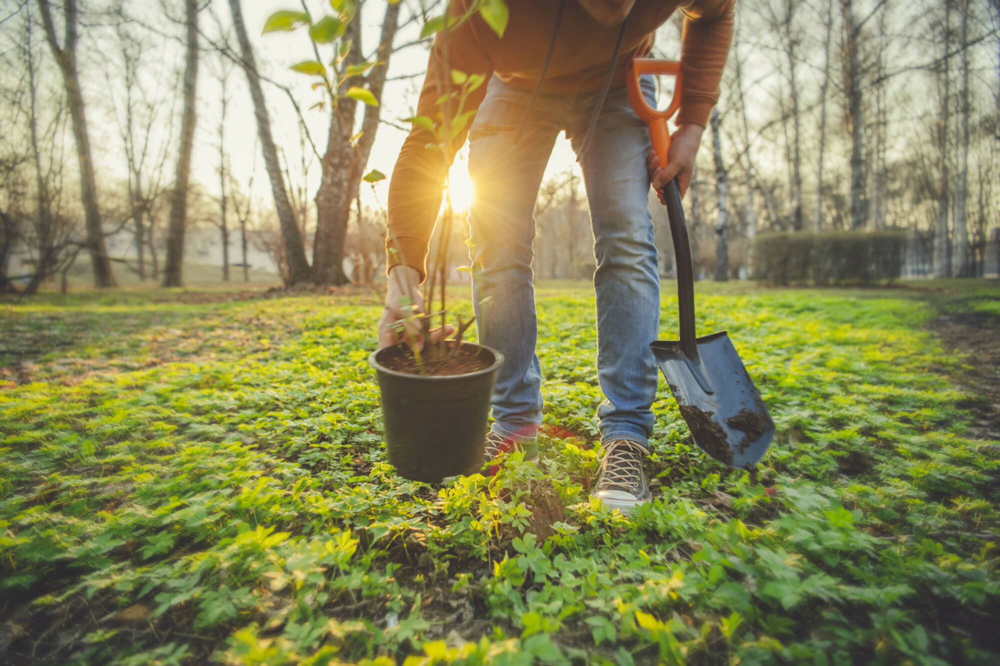 Man planting tree on Arbor day in springtime Newly Planted Tree