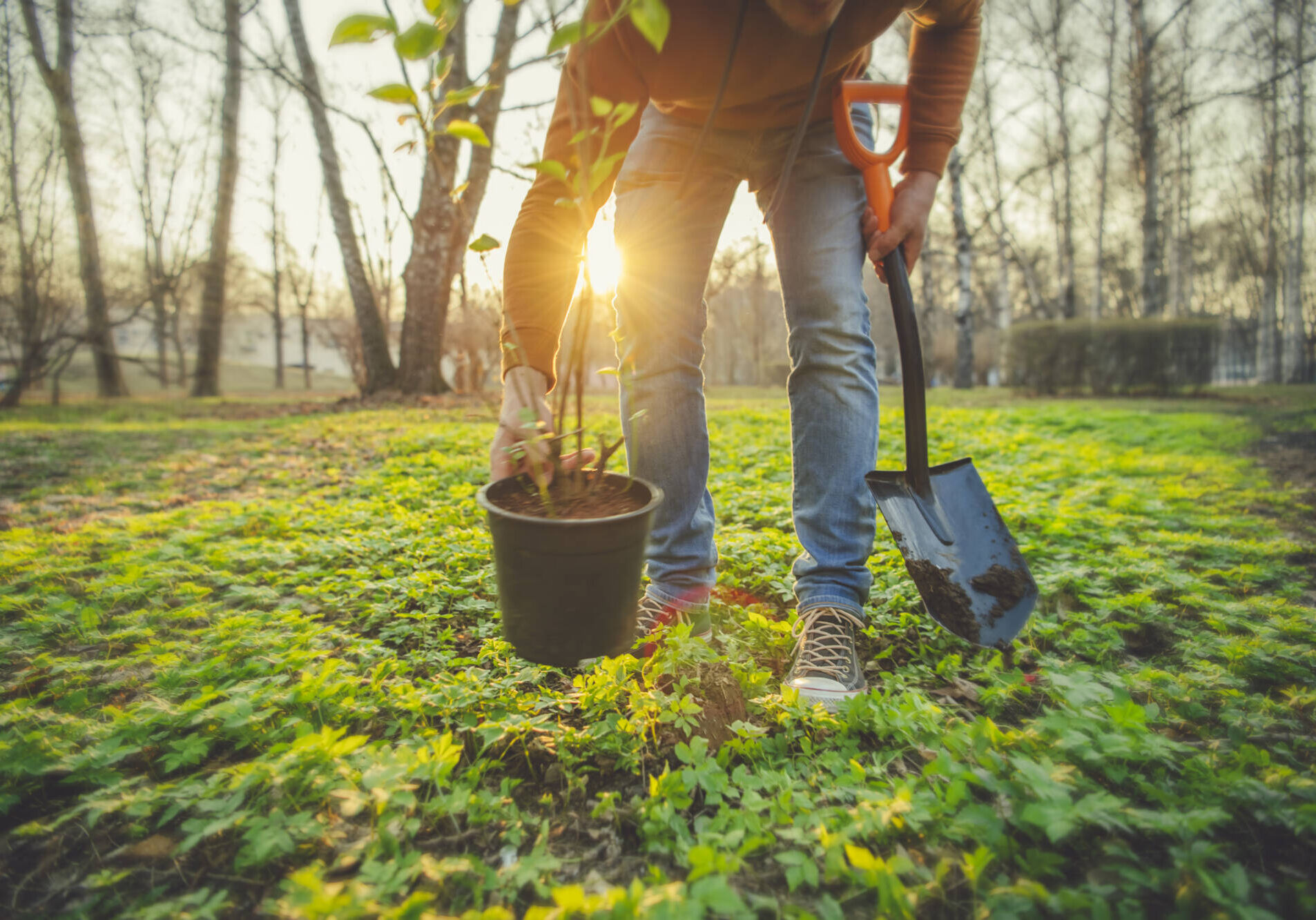 Newly Planted Tree