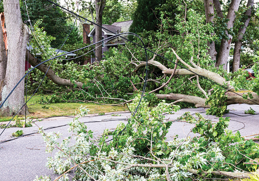 Winter Tree Damage