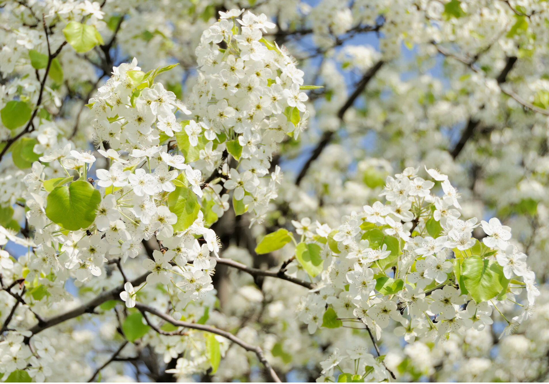 Invasive Plants
