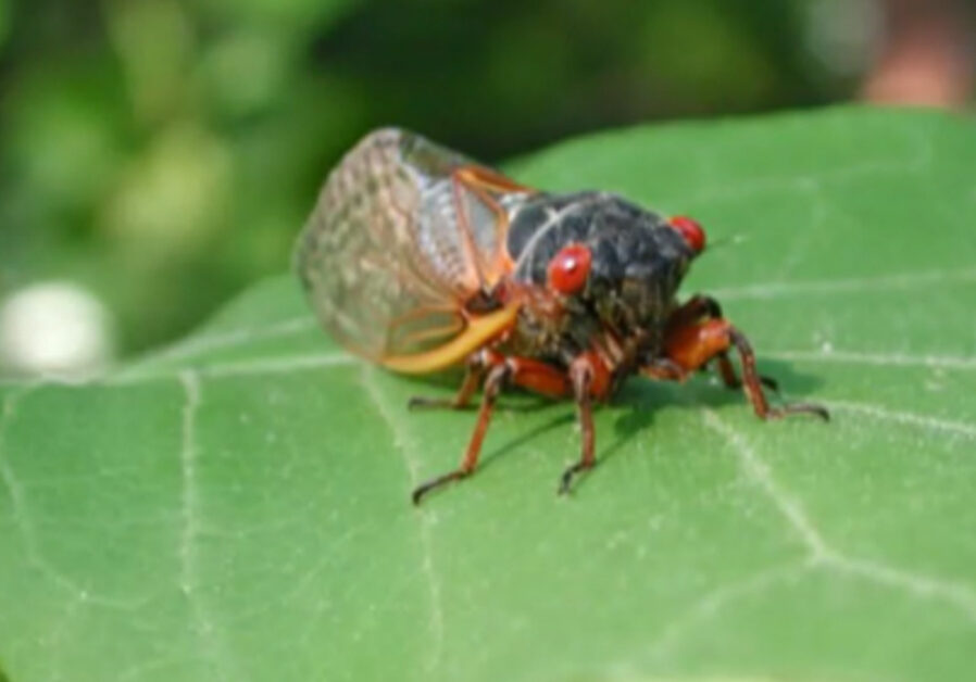 ll-cicada